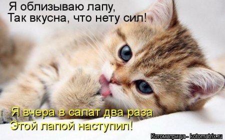 Смешные котоматрицы, новые приколы.