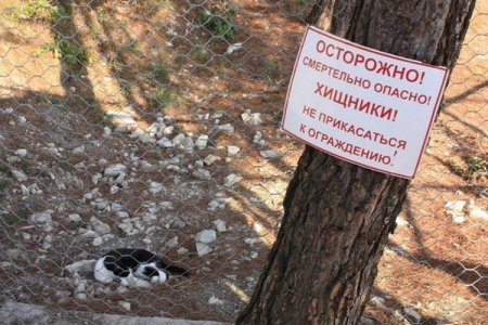 В старый Новый Год новые прикольные фото. В старый Новый Год новые прикольные фото.