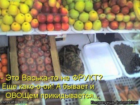 Кошкоматриц подборка, прикольные фразы и фото. Кошкоматриц подборка, прикольные фразы и фото.