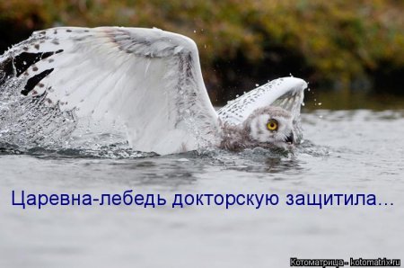 Кошкоматриц подборка, прикольные фразы и фото. Кошкоматриц подборка, прикольные фразы и фото.