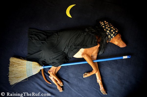 Веселые приключения пса во время сна (10 фото)