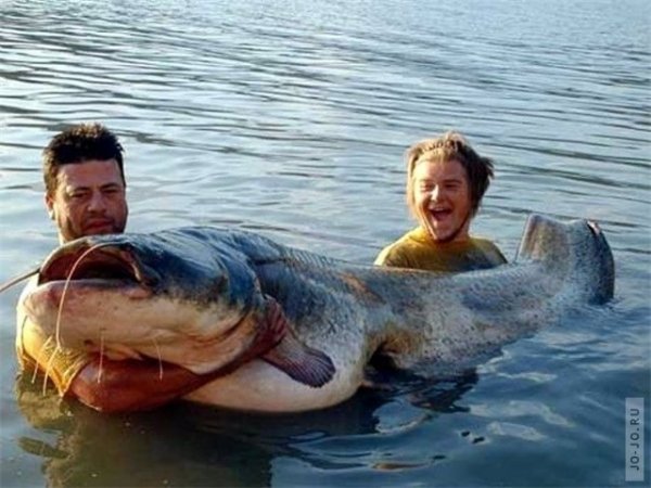Лучшие рыбаки мира: Мега рыба