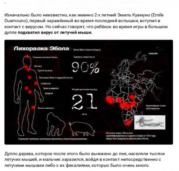 Смертельные заболевания от животных (27 фото) Смертельные заболевания от животных (27 фото)