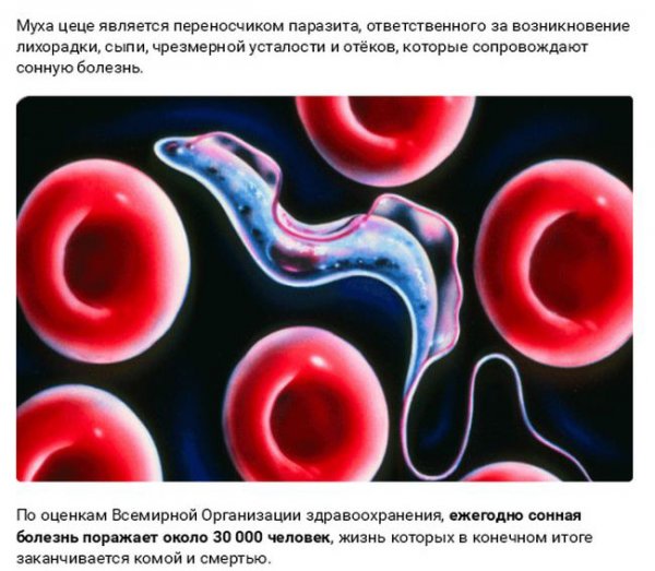 Смертельные заболевания от животных (27 фото) Смертельные заболевания от животных (27 фото)