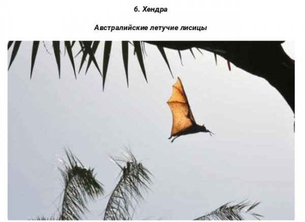 Смертельные заболевания от животных (27 фото) Смертельные заболевания от животных (27 фото)