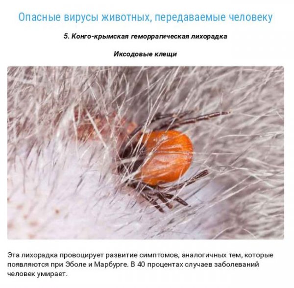 Смертельные заболевания от животных (27 фото) Смертельные заболевания от животных (27 фото)