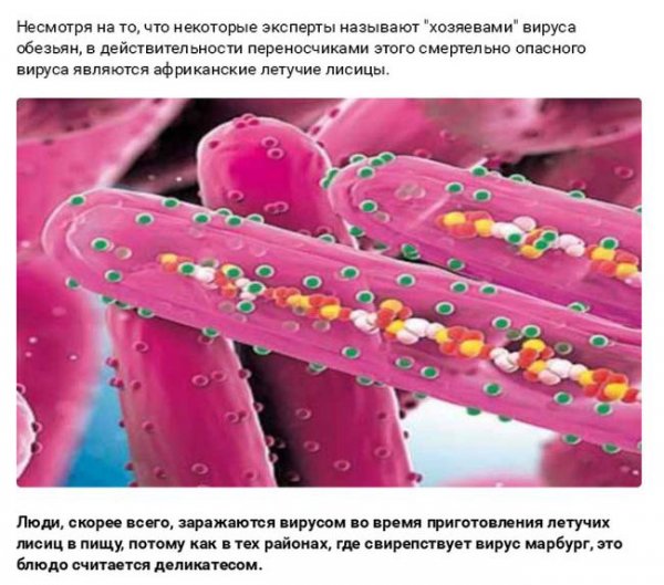 Смертельные заболевания от животных (27 фото) Смертельные заболевания от животных (27 фото)