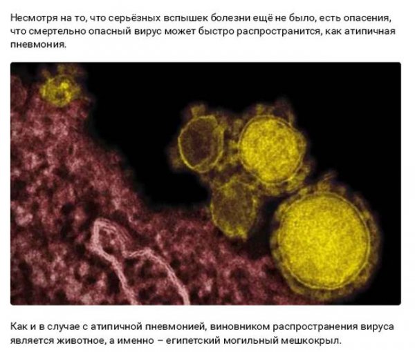 Смертельные заболевания от животных (27 фото) Смертельные заболевания от животных (27 фото)