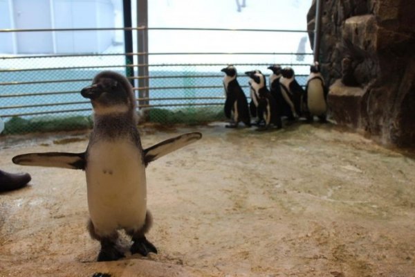 В Красноярске растет пингвиненок по кличке Чуди (12 фото)