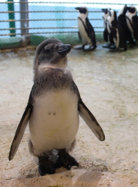 В Красноярске растет пингвиненок по кличке Чуди (12 фото)