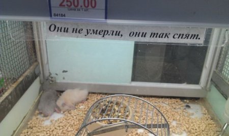 Прикольные фото, простые решения.