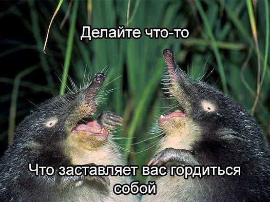 Советы умной выхухоли (8 фото) Советы умной выхухоли (8 фото)