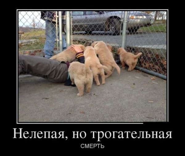 Демотиваторы №1012 (30 фото)