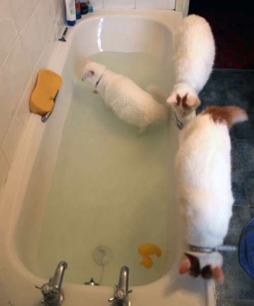 Кошки, которые любят воду (43 фото)