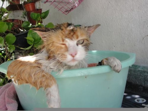Кошки, которые любят воду (43 фото)