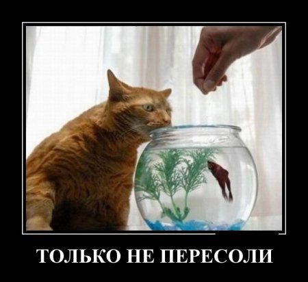 Демотиваторы прикольные, позитива не занимать. Демотиваторы прикольные, позитива не занимать.