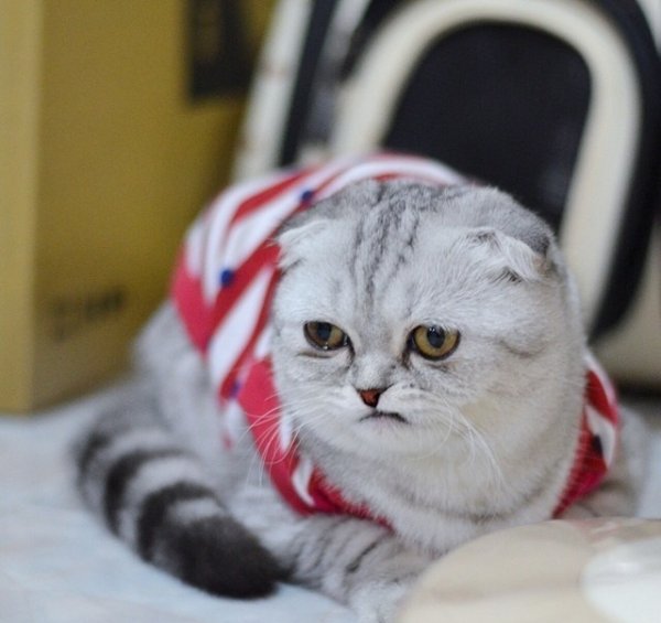 Обнаружен самый несчастный кот (8 фото)