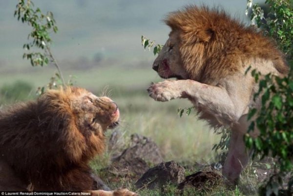 Свирепая битва двух львов-братьев (9 фото)