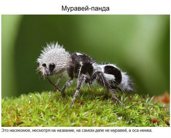 Самые удивительные обитатели нашей планеты (37 фото) Самые удивительные обитатели нашей планеты (37 фото)