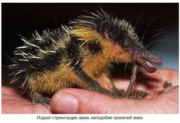 Самые удивительные обитатели нашей планеты (37 фото) Самые удивительные обитатели нашей планеты (37 фото)