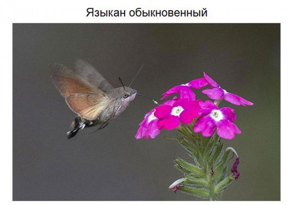 Самые удивительные обитатели нашей планеты (37 фото) Самые удивительные обитатели нашей планеты (37 фото)