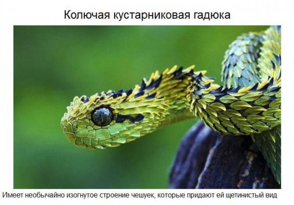 Самые удивительные обитатели нашей планеты (37 фото) Самые удивительные обитатели нашей планеты (37 фото)