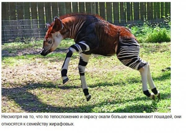 Самые удивительные обитатели нашей планеты (37 фото) Самые удивительные обитатели нашей планеты (37 фото)