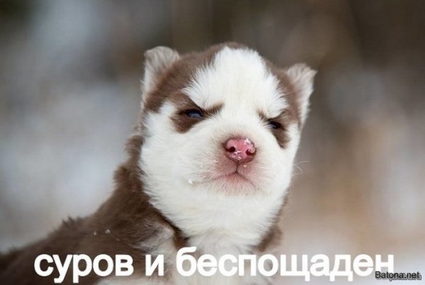 Подборка комиксов и приколов №276 (30 картинок) Подборка комиксов и приколов №276 (30 картинок)