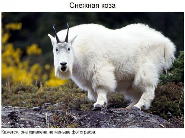 Удивительные животные нашей планеты (37 фото)