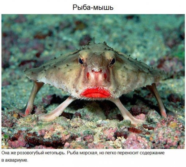 Удивительные животные нашей планеты (37 фото)
