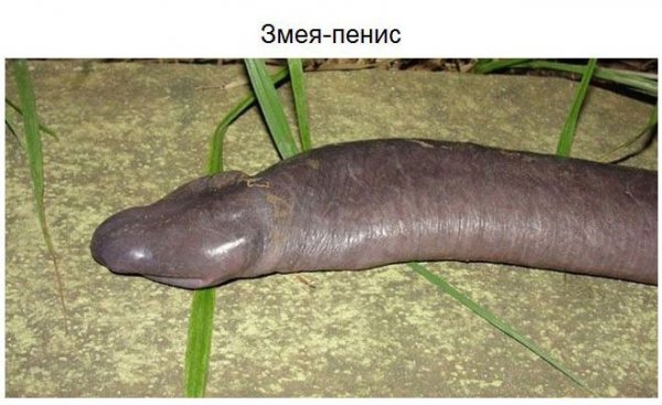 Удивительные животные нашей планеты (37 фото)