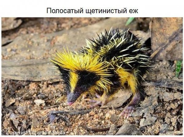 Удивительные животные нашей планеты (37 фото)