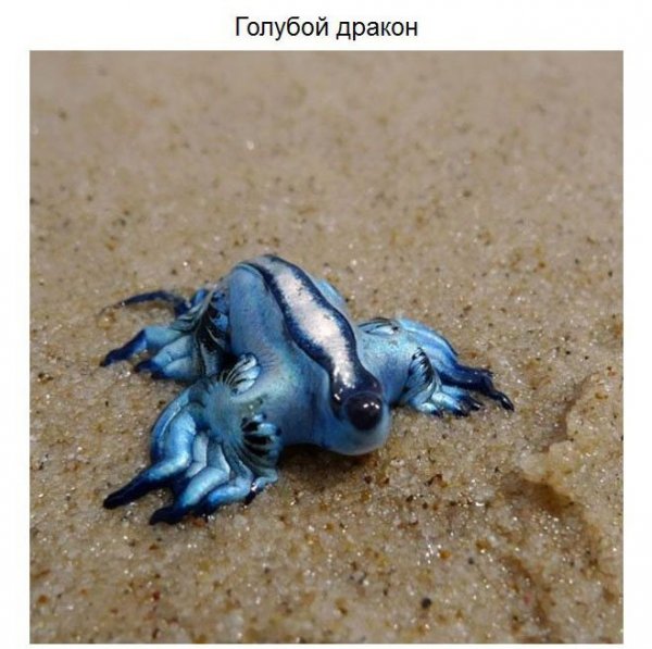 Удивительные животные нашей планеты (37 фото)