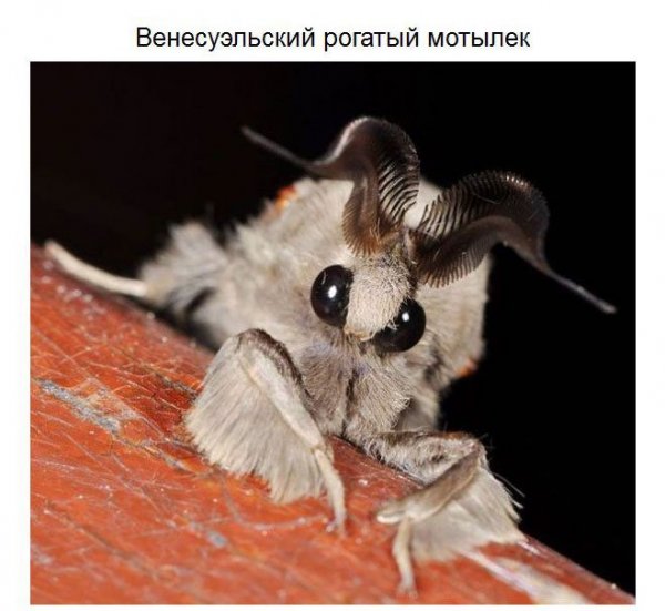 Удивительные животные нашей планеты (37 фото)