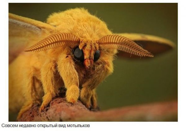Удивительные животные нашей планеты (37 фото)