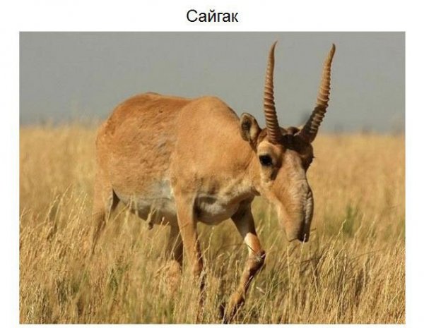 Удивительные животные нашей планеты (37 фото)