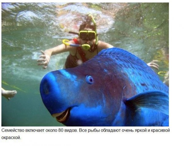 Удивительные животные нашей планеты (37 фото)