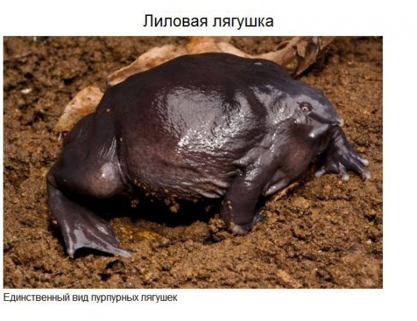 Удивительные животные нашей планеты (37 фото)