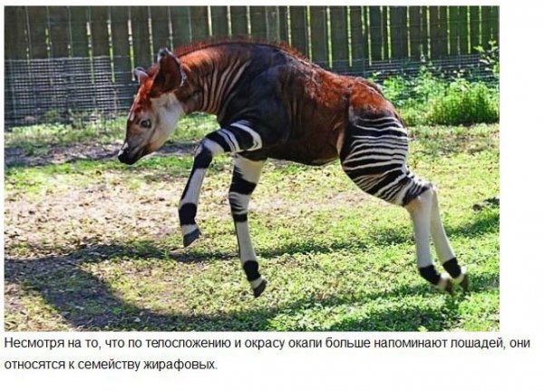 Удивительные животные нашей планеты (37 фото)