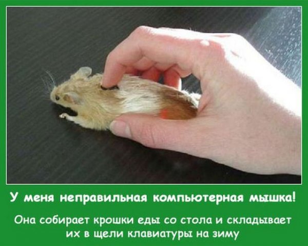 Прикольное настроение (100 фото)