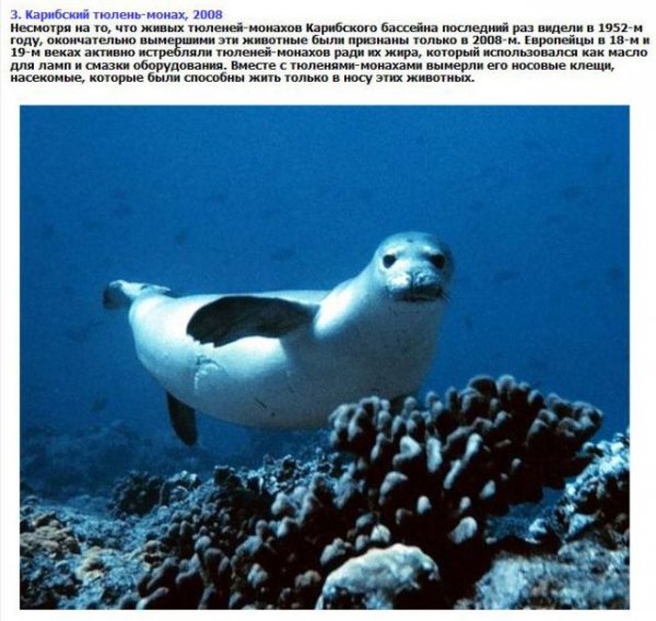 Животные, которые вымерли за прошлые 10-20 лет (9 фото) Животные, которые вымерли за прошлые 10-20 лет (9 фото)
