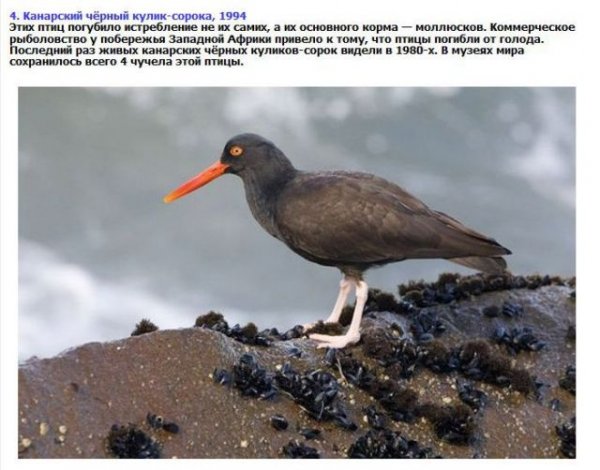 Животные, которые вымерли за прошлые 10-20 лет (9 фото) Животные, которые вымерли за прошлые 10-20 лет (9 фото)