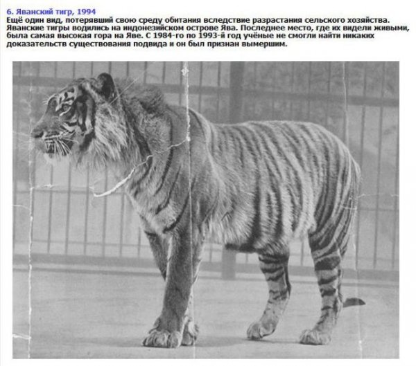 Животные, которые вымерли за прошлые 10-20 лет (9 фото) Животные, которые вымерли за прошлые 10-20 лет (9 фото)