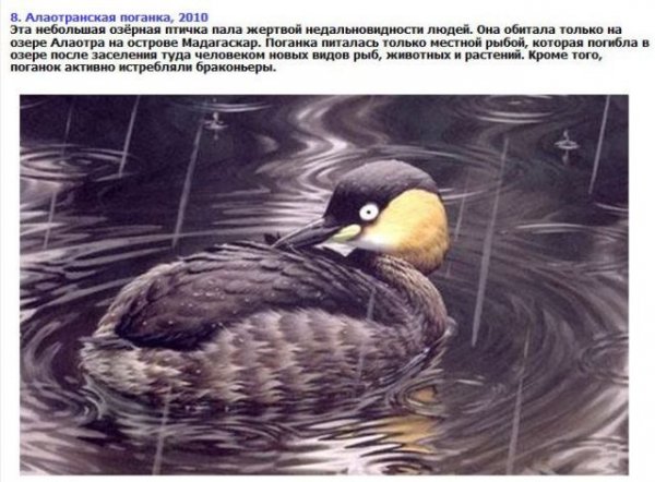Животные, которые вымерли за прошлые 10-20 лет (9 фото) Животные, которые вымерли за прошлые 10-20 лет (9 фото)