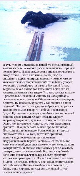 Как мужик лося спасал (5 фото) Как мужик лося спасал (5 фото)