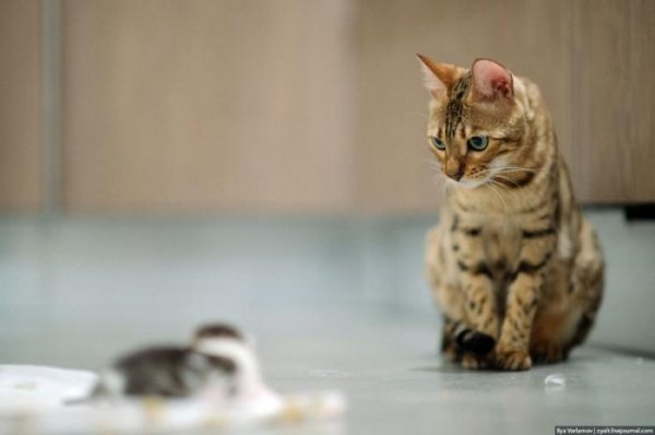 Котята (13 фото) Котята (13 фото)