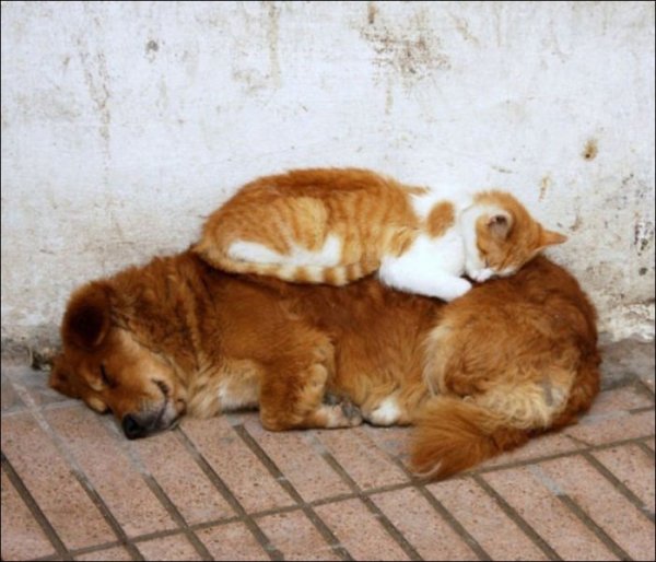 Коты доминируют (20 фото) Коты доминируют (20 фото)