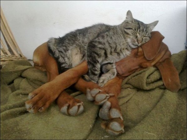 Коты доминируют (20 фото) Коты доминируют (20 фото)