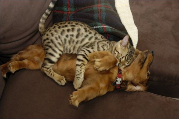 Коты доминируют (20 фото) Коты доминируют (20 фото)