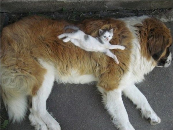 Коты доминируют (20 фото) Коты доминируют (20 фото)